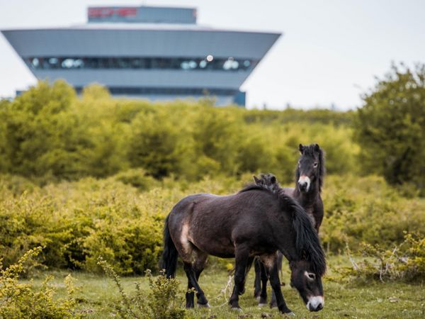 Exmoor-Ponys im werkseigenen Offroad-Gelände, Porsche Leipzig