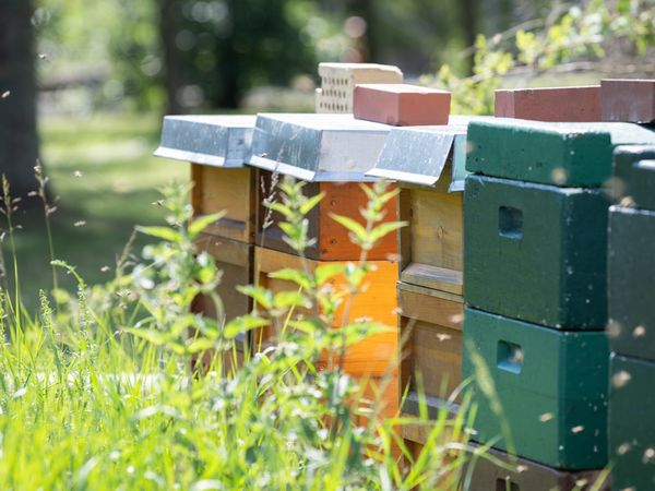 Symbolbild mit Bienen, Bienenbeute und Vegetation zum Apimondia-Kongress 2029 in Leipzig – präsentiert vom Leipzig Convention Bureau