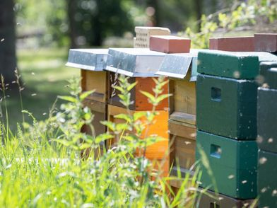 Symbolbild mit Bienen, Bienenbeute und Vegetation zum Apimondia-Kongress 2029 in Leipzig – präsentiert vom Leipzig Convention Bureau
